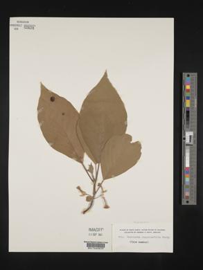 Guettarda roupaliifolia image