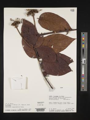Guettarda roupaliifolia image
