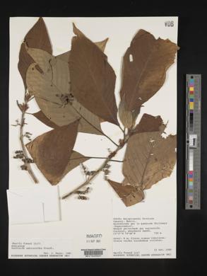 Guettarda crispiflora image