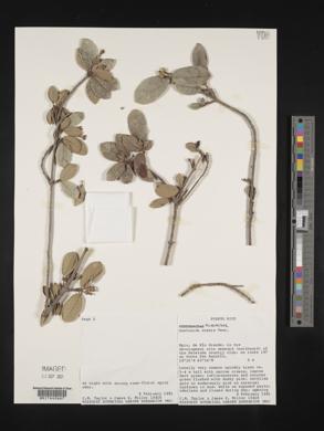 Guettarda scabra image