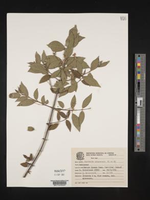 Guettarda uruguensis image