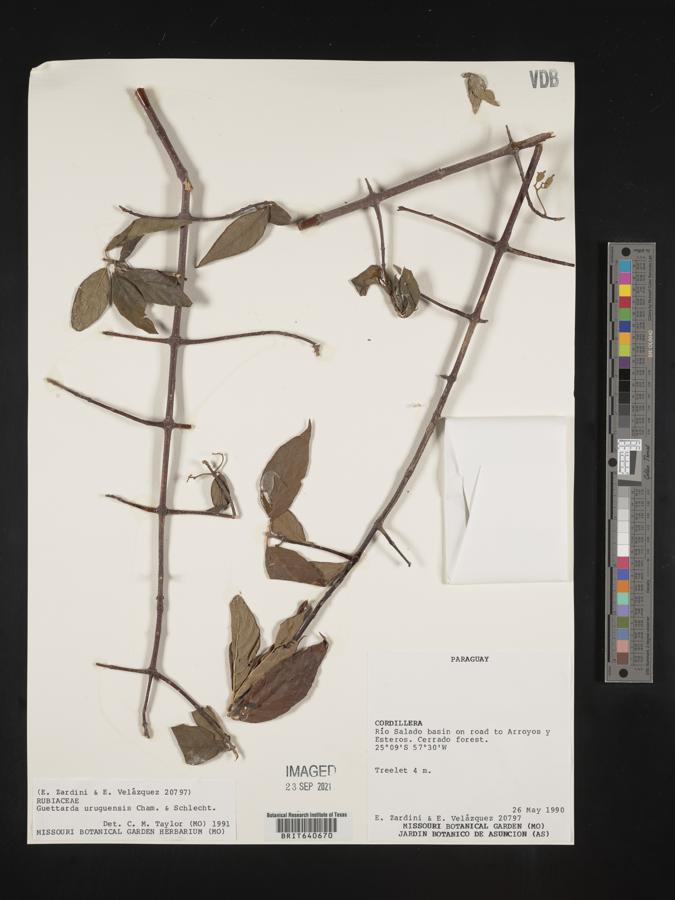 Guettarda uruguensis image