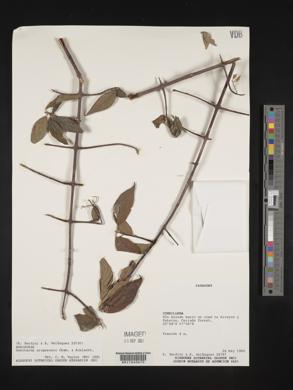 Guettarda uruguensis image
