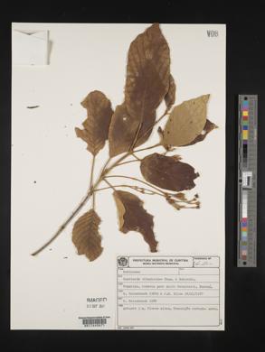 Guettarda viburnoides image