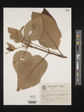 Guettarda viburnoides image