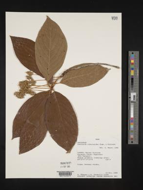 Guettarda viburnoides image