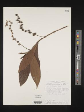 Bertiera bracteosa image