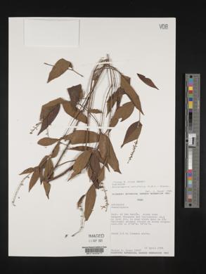 Gonzalagunia cornifolia image