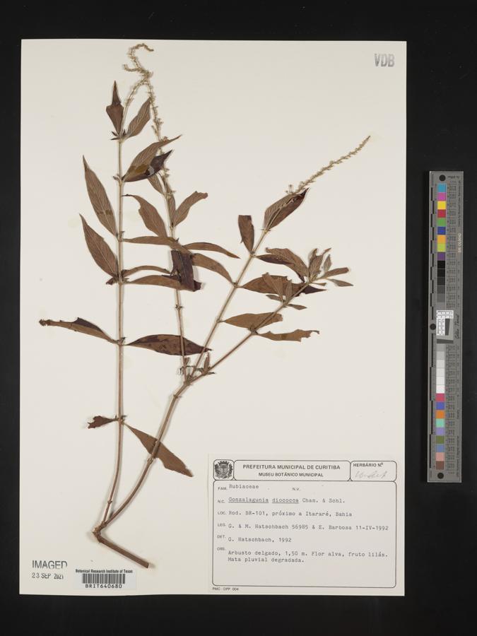 Gonzalagunia dicocca image