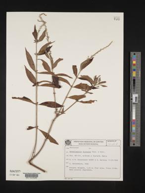 Gonzalagunia dicocca image