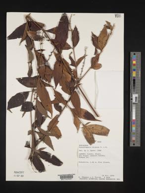 Gonzalagunia dicocca image