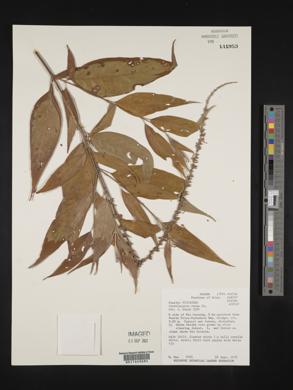Gonzalagunia rosea image