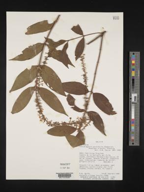 Gonzalagunia cornifolia image