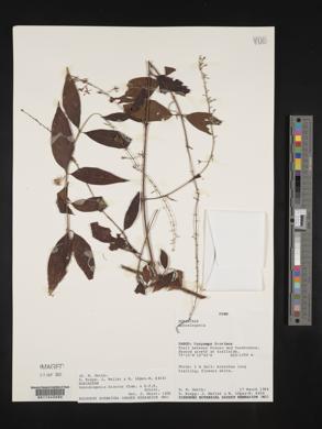 Gonzalagunia dicocca image
