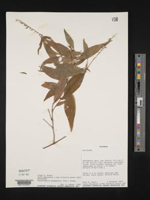 Gonzalagunia panamensis image