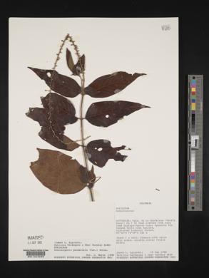 Media resource of Gonzalagunia panamensis