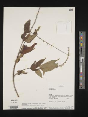 Gonzalagunia panamensis image