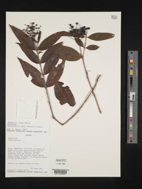 Gonzalagunia rudis image