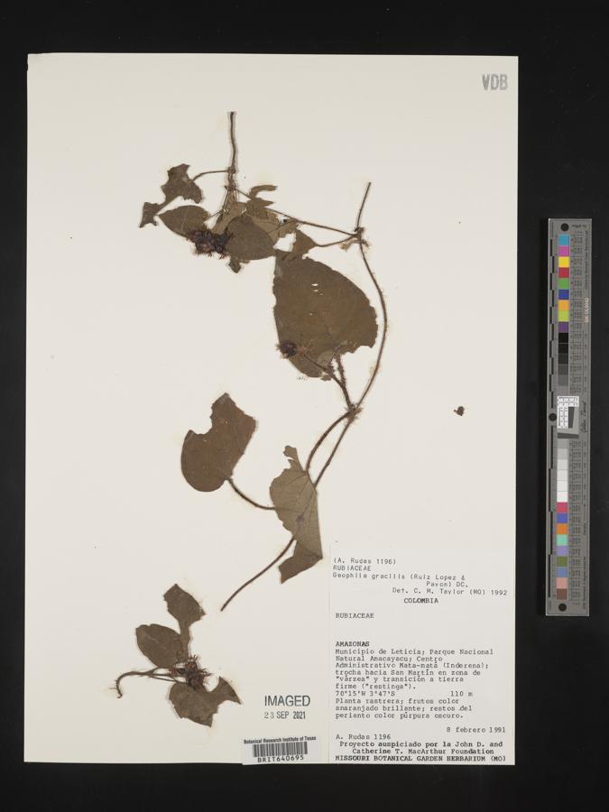Geophila gracilis image