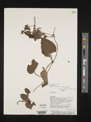 Geophila gracilis image