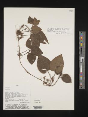 Geophila gracilis image
