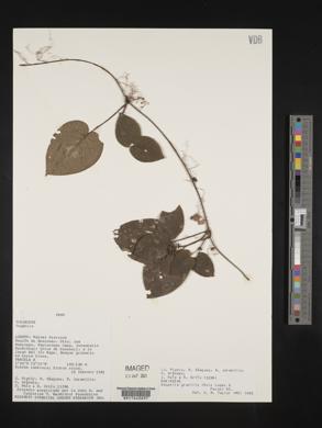 Media resource of Geophila gracilis