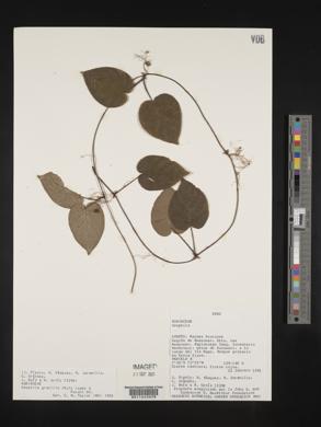 Geophila gracilis image