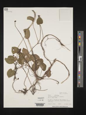 Geophila herbacea image