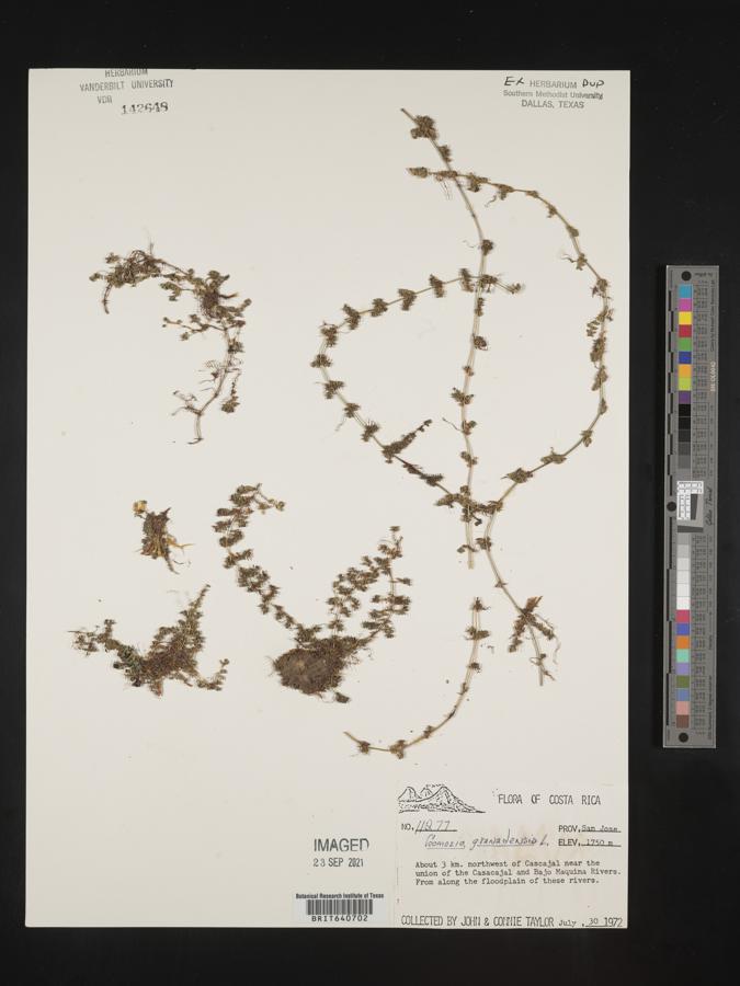 Gomozia granadensis image