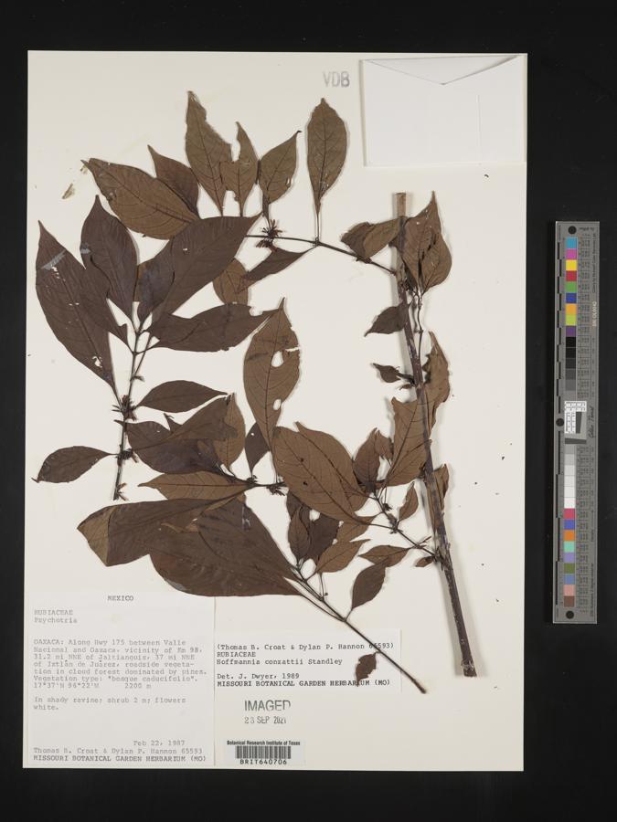 Hoffmannia conzattii image