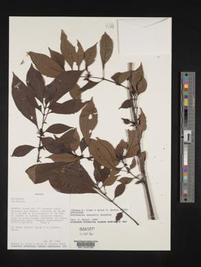 Hoffmannia conzattii image