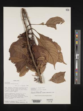 Hoffmannia dotae image