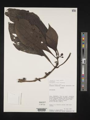 Media resource of Hoffmannia dotae
