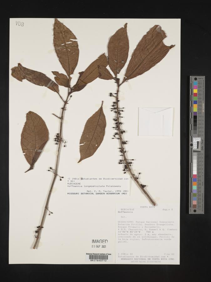 Hoffmannia longepetiolata image