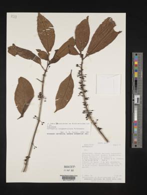 Hoffmannia longepetiolata image