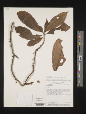 Hoffmannia longepetiolata image