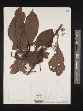 Hoffmannia nicotianifolia image