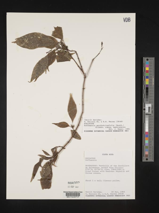 Hoffmannia psychotriifolia image