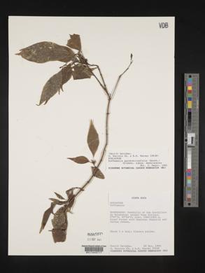 Hoffmannia psychotriifolia image
