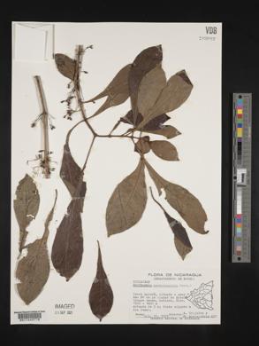 Media resource of Hoffmannia psychotriaefolia