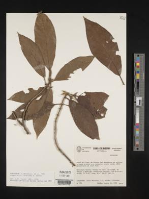 Media resource of Hippotis brevipes