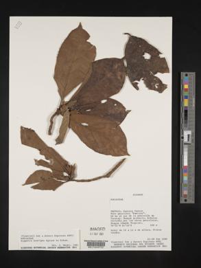 Hippotis brevipes image