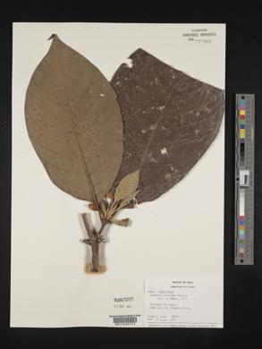 Hippotis brevipes image