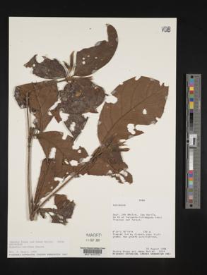 Hippotis brevipes image