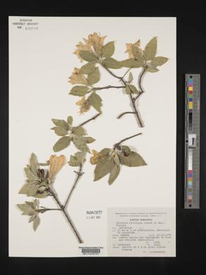 Hintonia latiflora image
