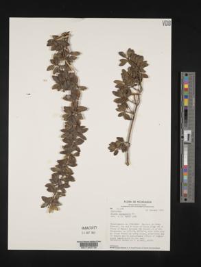 Hillia panamensis image