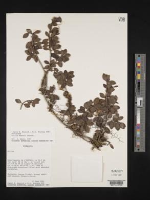 Hillia maxonii image