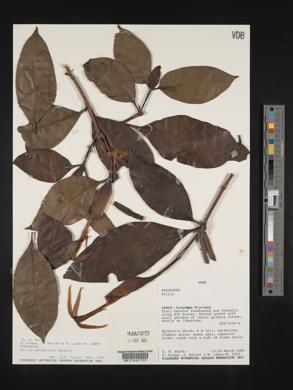 Hillia parasitica image