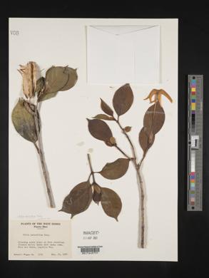 Hillia parasitica image