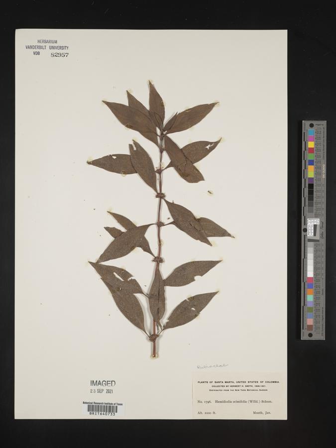 Hemidiodia image